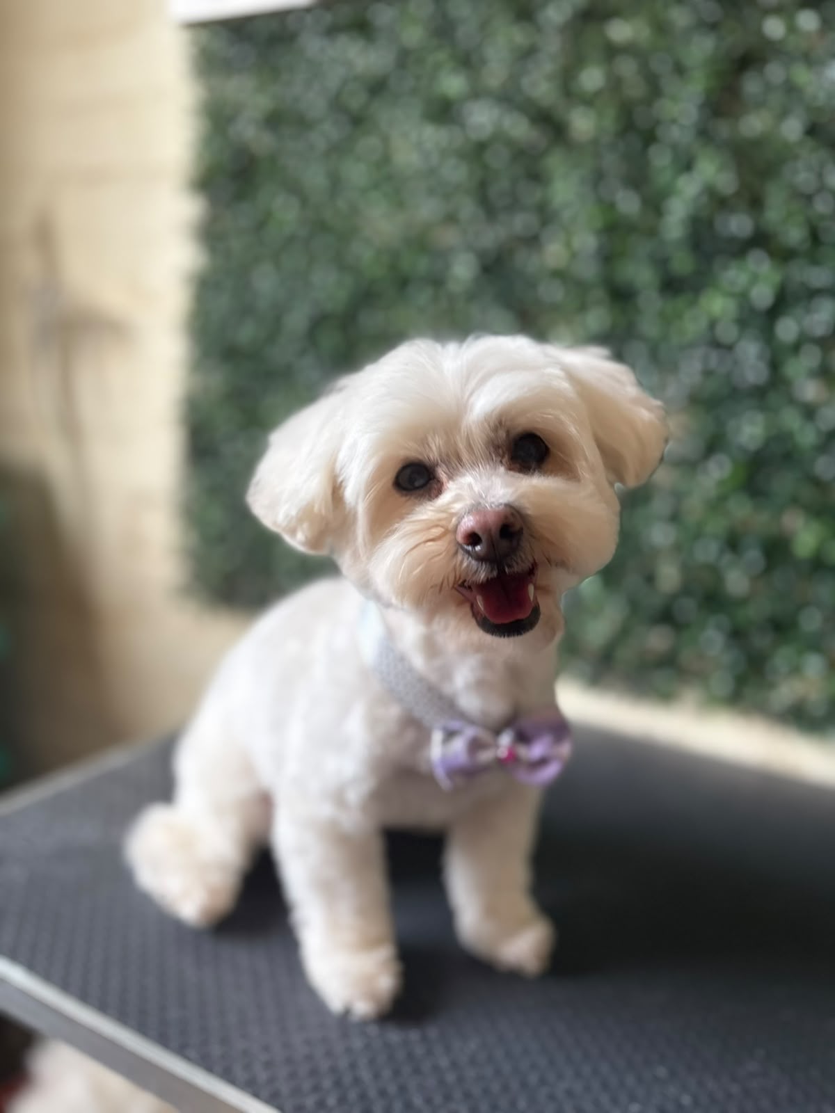 Peluquería canina en Osorno: guía de baño, corte y cuidados